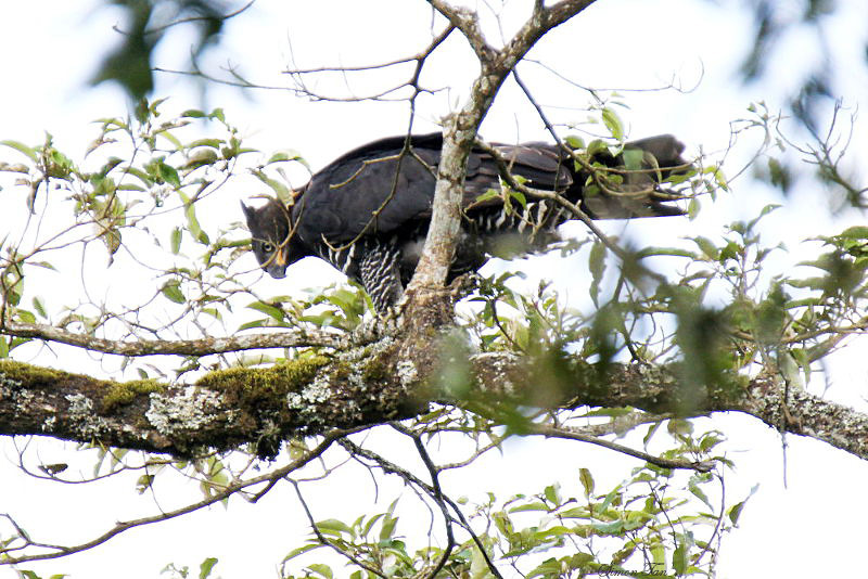 20140718_1142-African-Crowned-Eagle.JPG