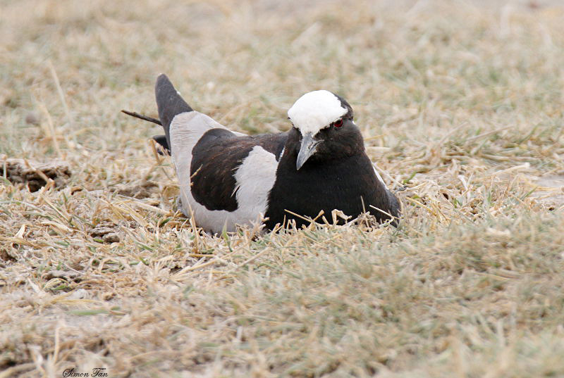20140720_1222-Blacksmith-Lapwing.JPG