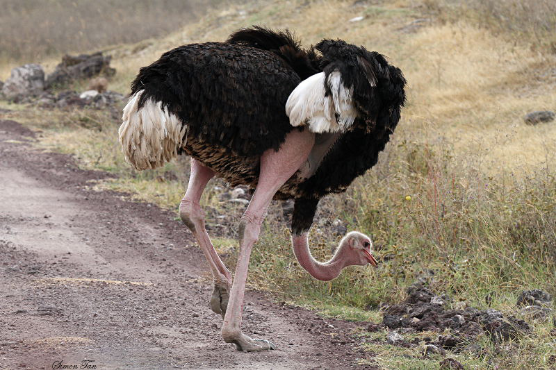 20140720_1230-Ostrich.JPG