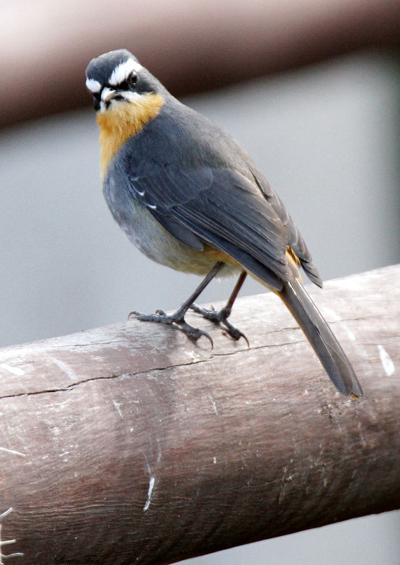 20140720_1284-Cape-Robin-Chat.JPG