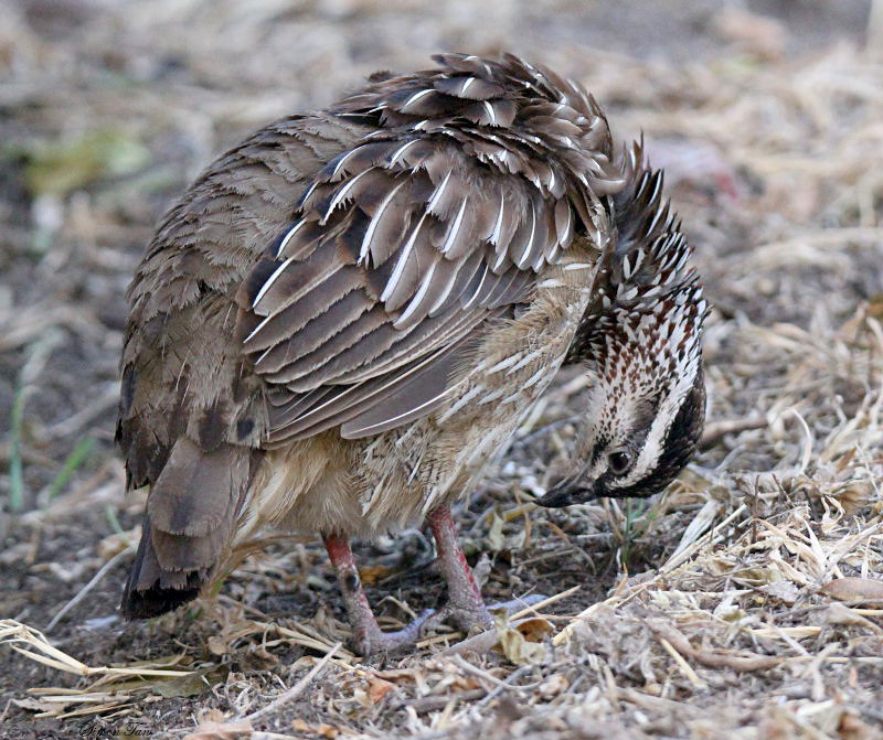 20140723_1642-Crested-Francolin.JPG