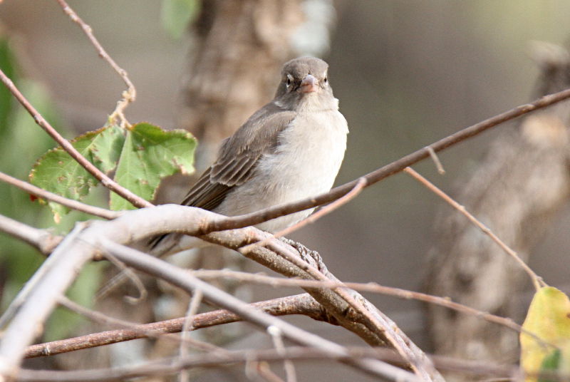 20140724_1680-Yellow-spotted-Petronia.JPG