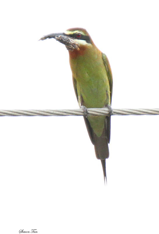 20140726_1754-Madagascar-Bee-eater.JPG