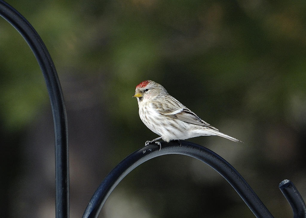 Sizerin flamm - Common redpoll