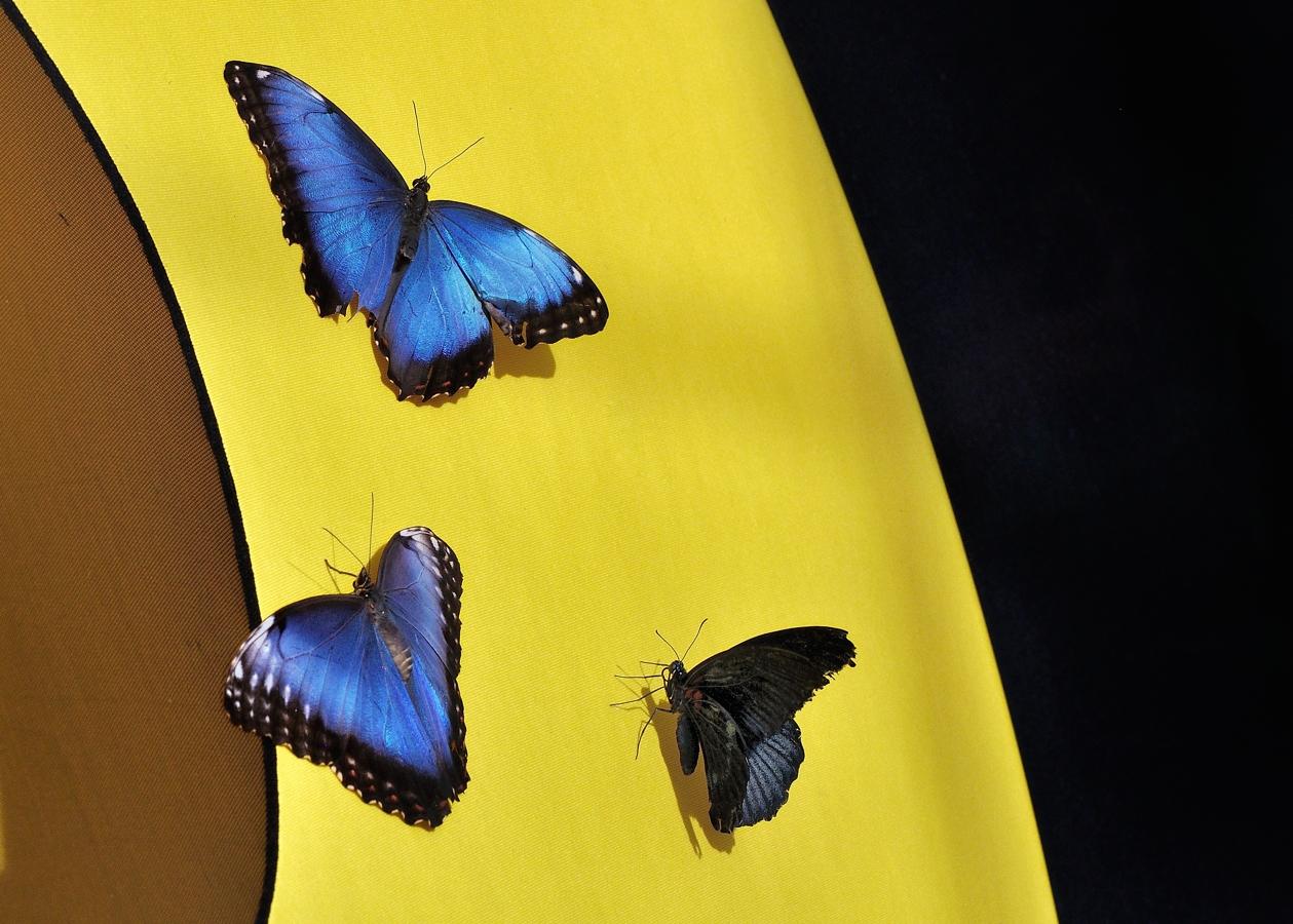 Papillons en libert 2016