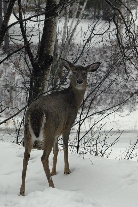 Guess who's comming for breakfast?