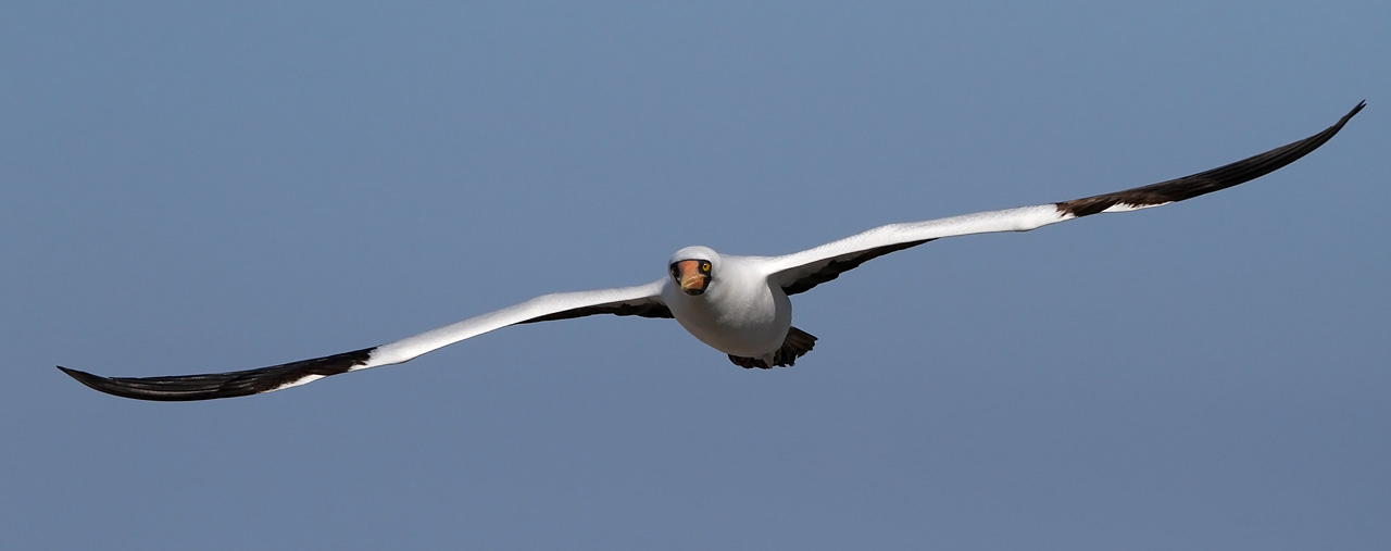 Nazca Booby (Sula granti)