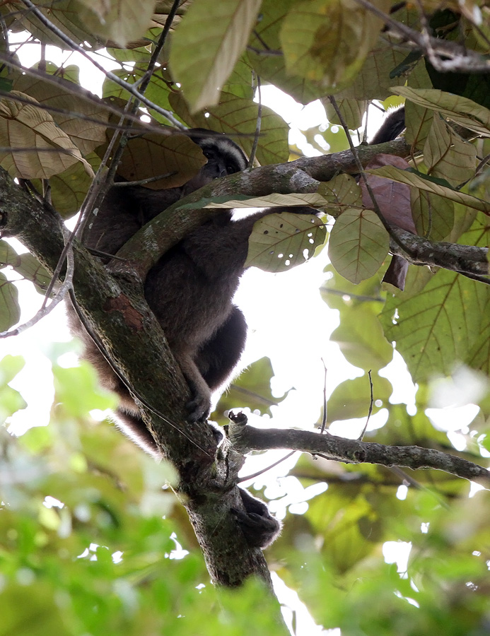 Müllers Bornean gibbon - Hylobates muelleri
