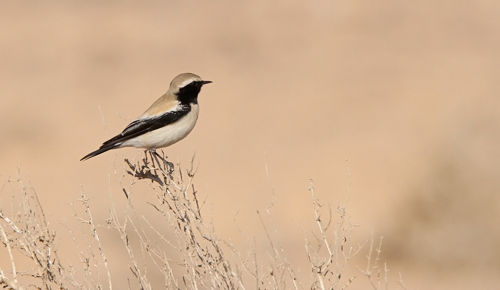 Desert Wheatear - (Oenanthe deserti)