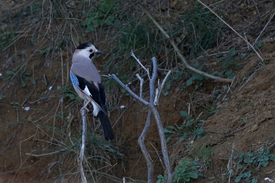 Eurasian Jay (Garrulus glandarius) ssp. atricapillus