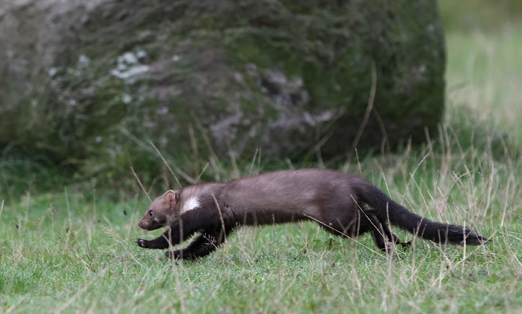 Beech Marten (Martes foina) Husmår