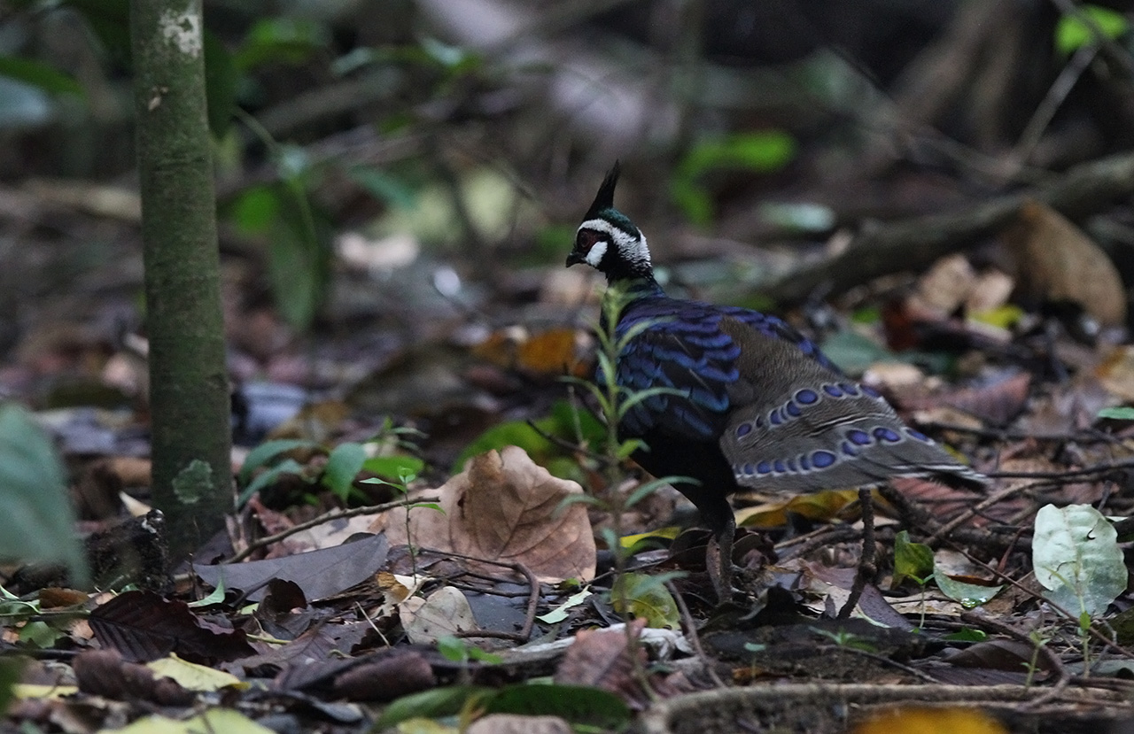 Palawan Peacock-Pheasant (Polyplectron napoleonis)