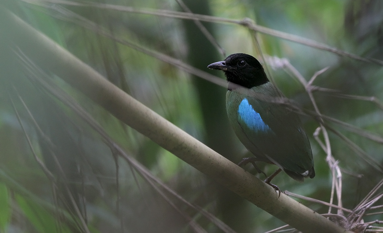 Hooded Pitta - Pitta sordida ssp. palawanensis