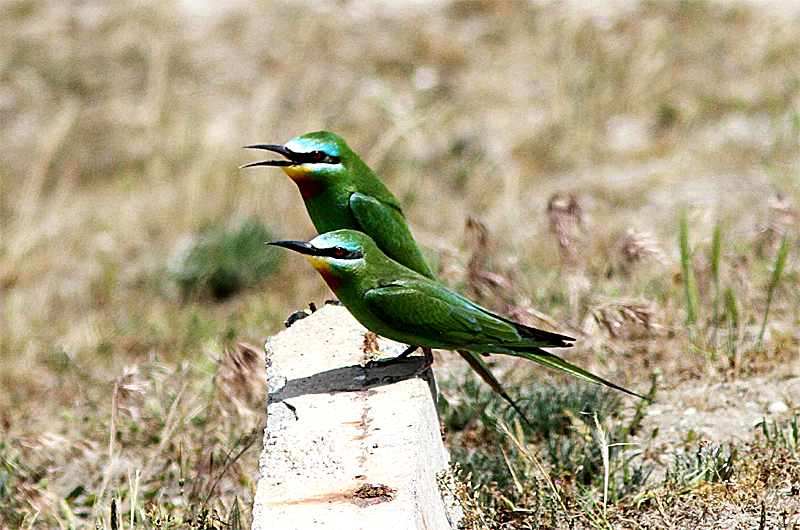 Blue-cheeked Bee-eater, Grn bitare, Merops persicus
