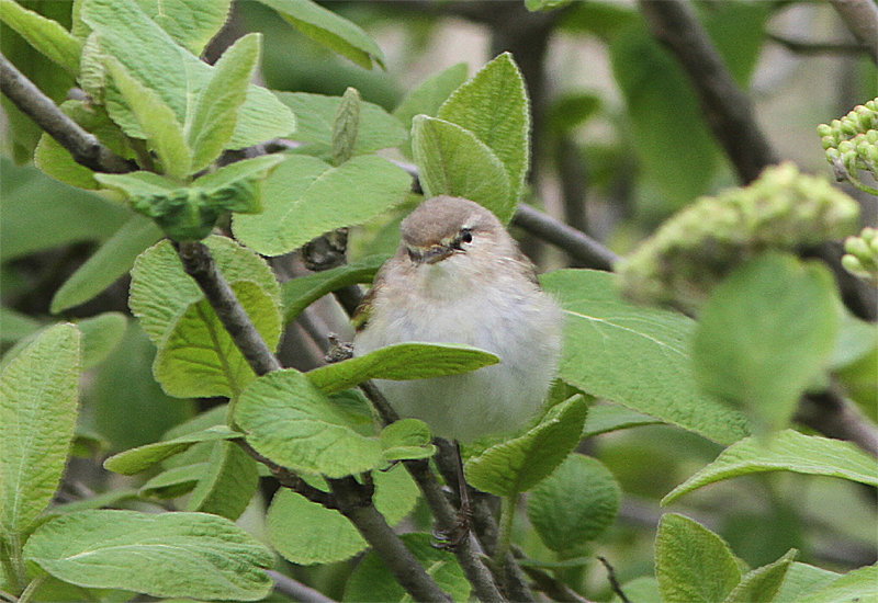 Caucasian Mountain Chiffchaff, Berggransngare, Phylloscopus lorenzii