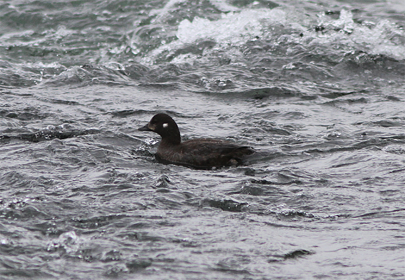 Harlequin Duck, Strmand, Histronicus histronicus
