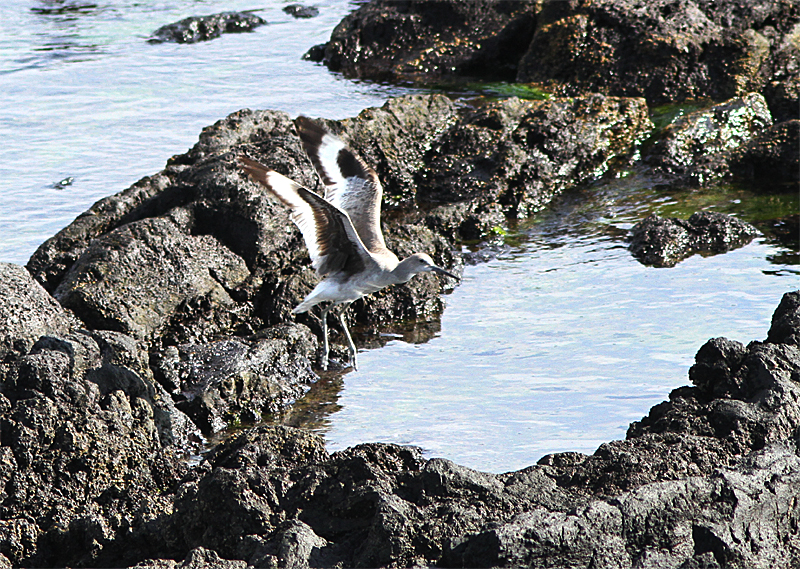 Willet, Calidris semipalmata