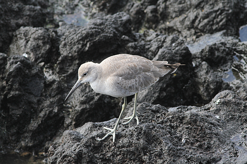 Willet, Calidris semipalmata