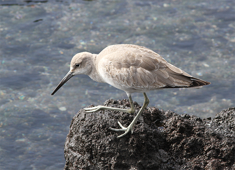 Willet, Calidris semipalmata