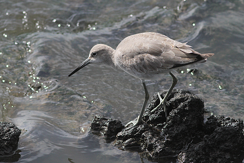 Willet, Calidris semipalmata