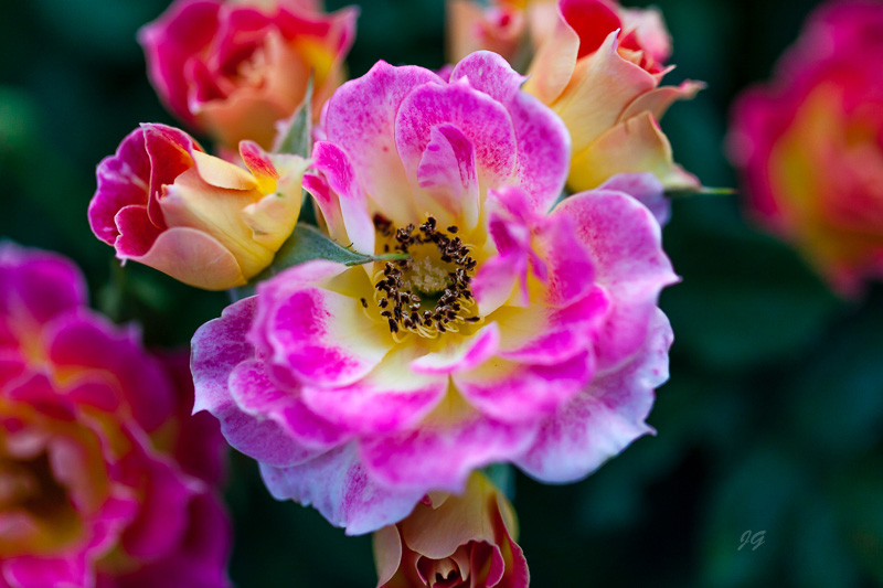 Multi-Colored Roses