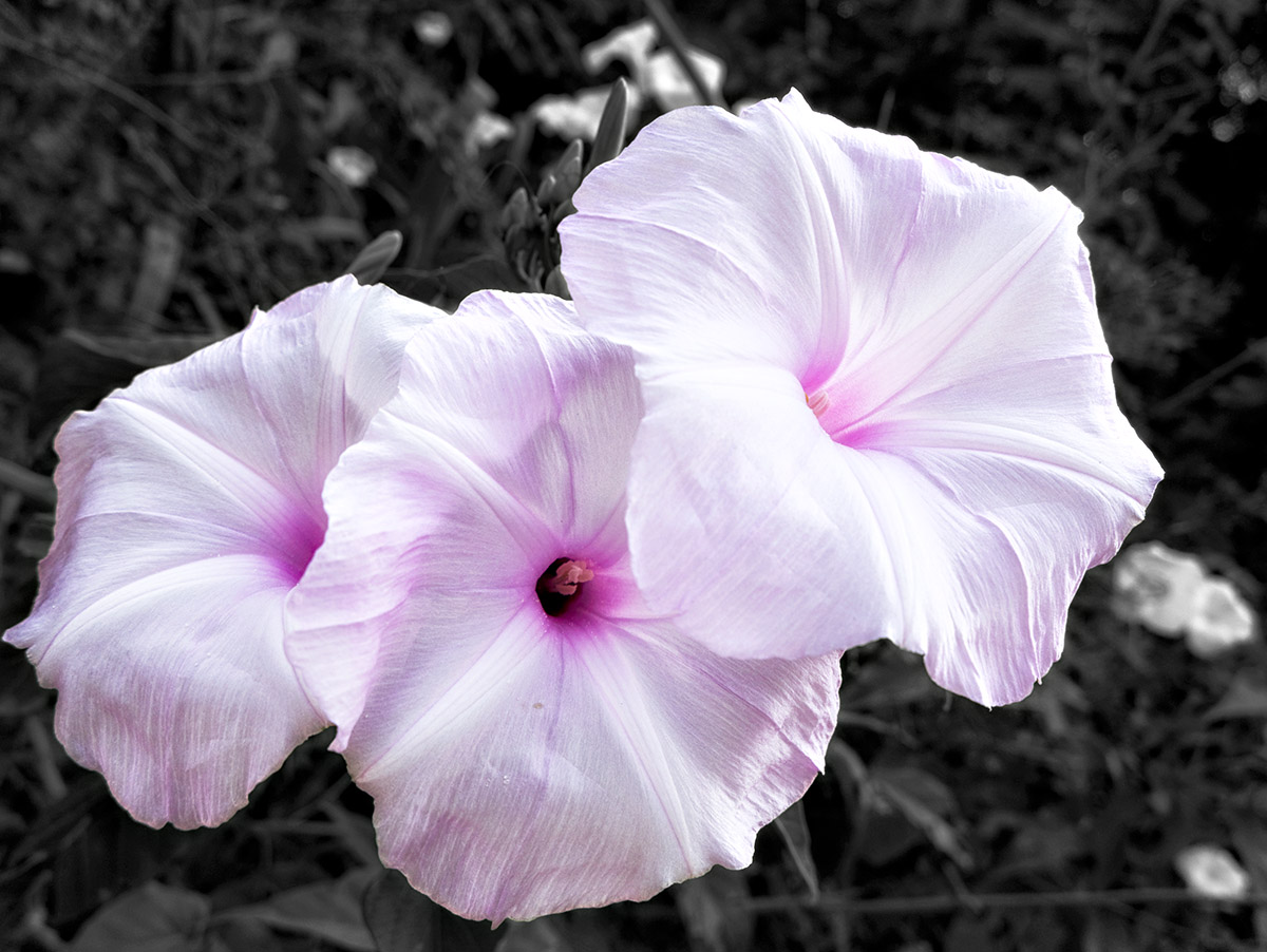 Convolvulus