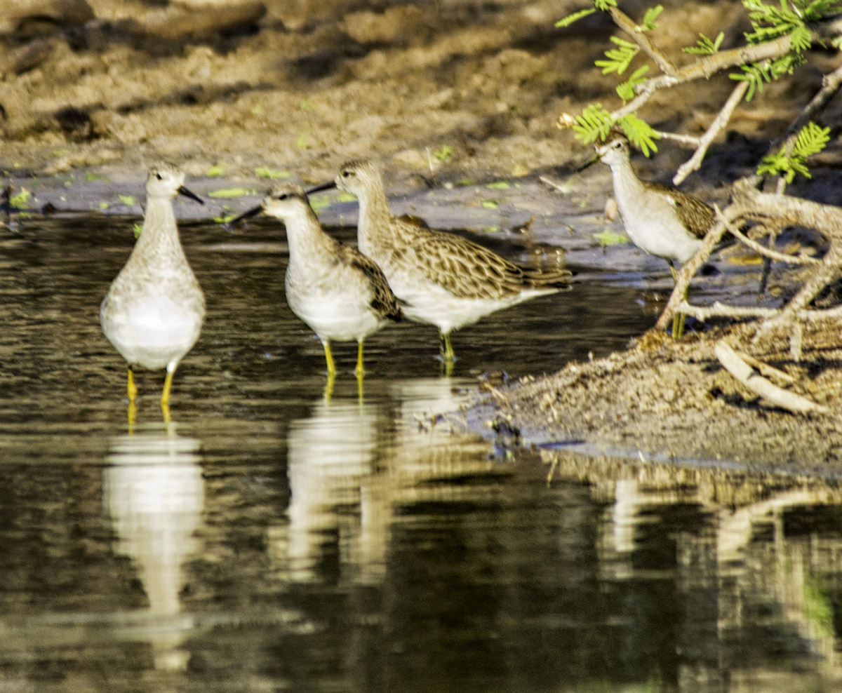 Kalahari Waterhole