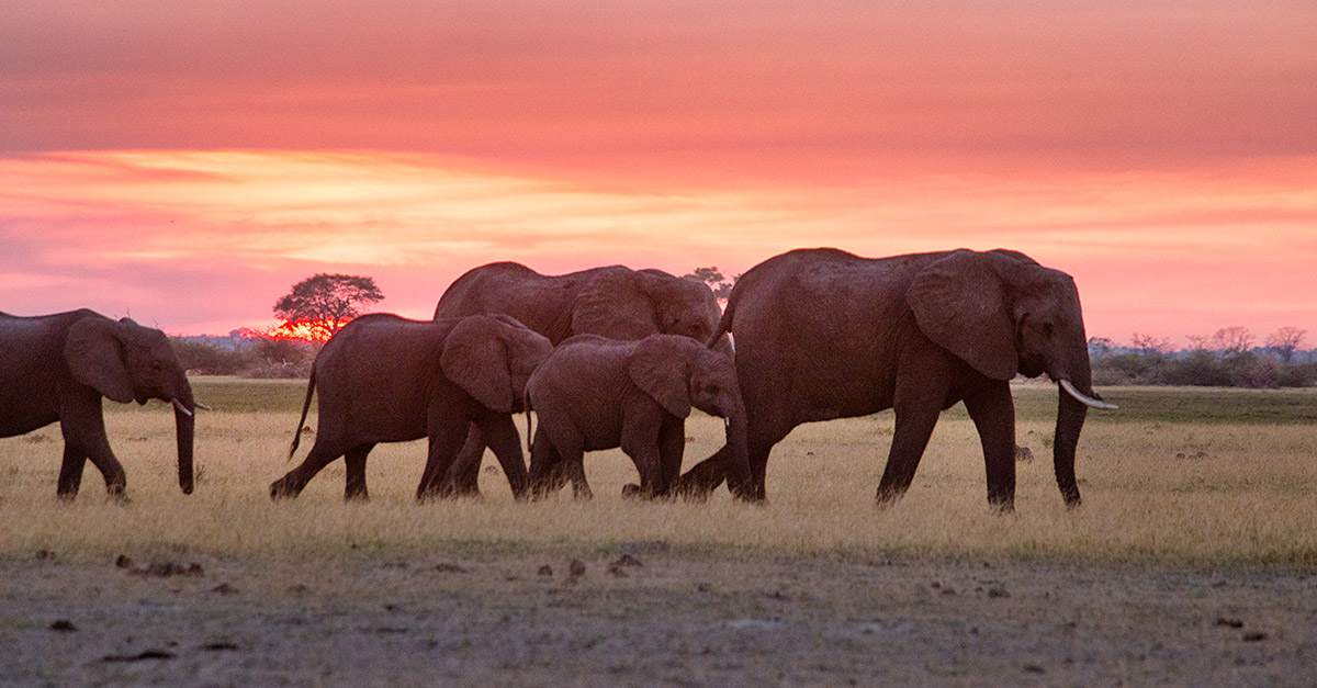 Savuti Sunset