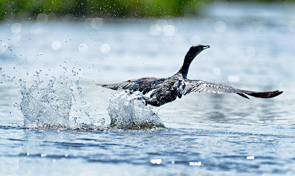 Reed Cormorant - Takeoff