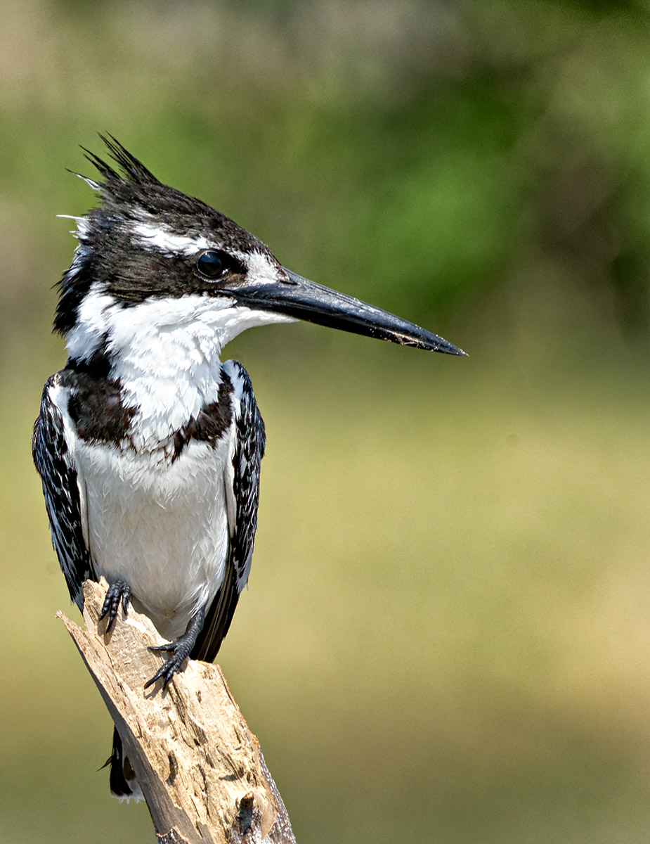 Pied Kingfisher (Ceryle rudis) Female