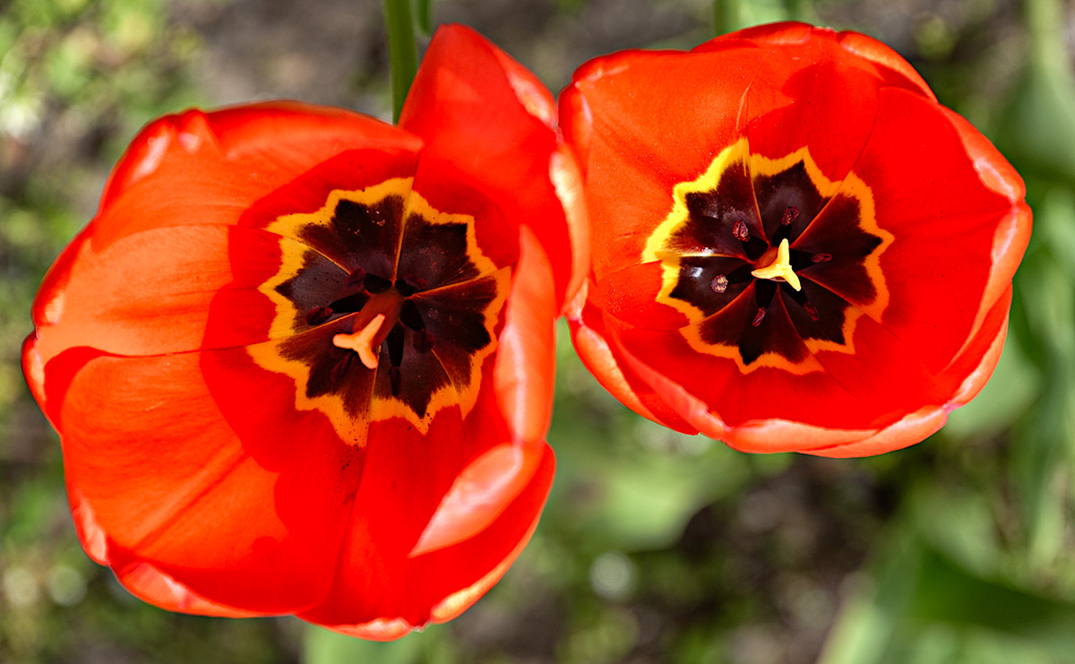 Tulips