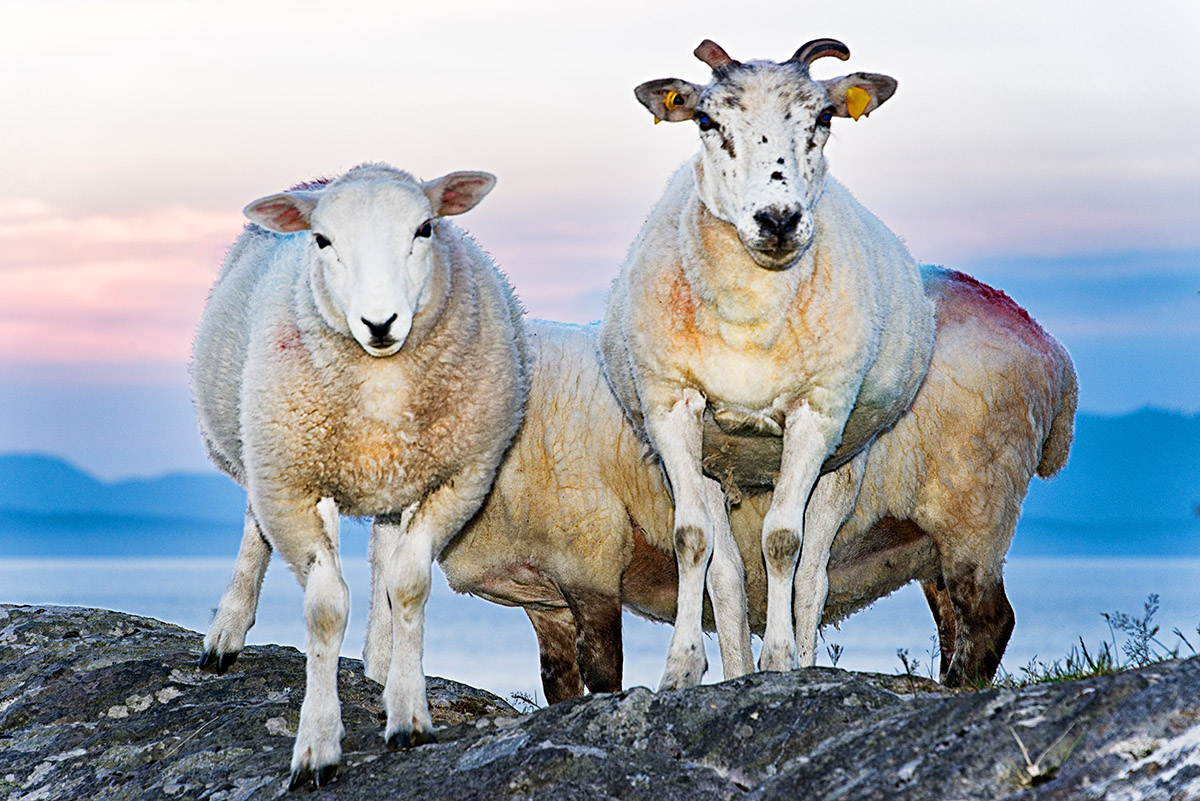 Mountain Sheep