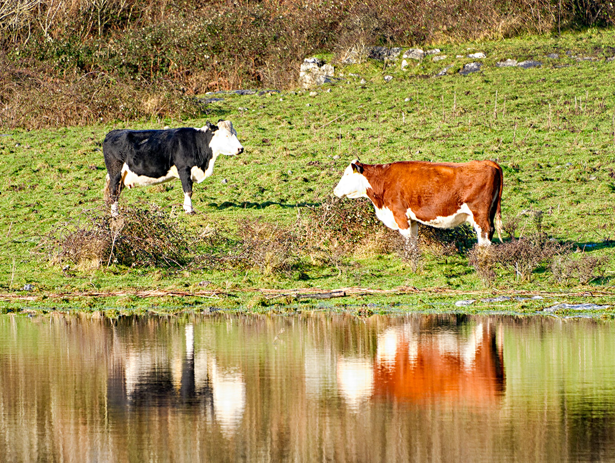 Flooded Fields