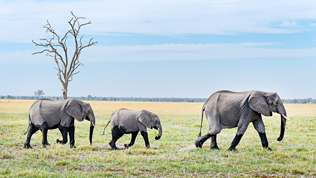 Dry Season March