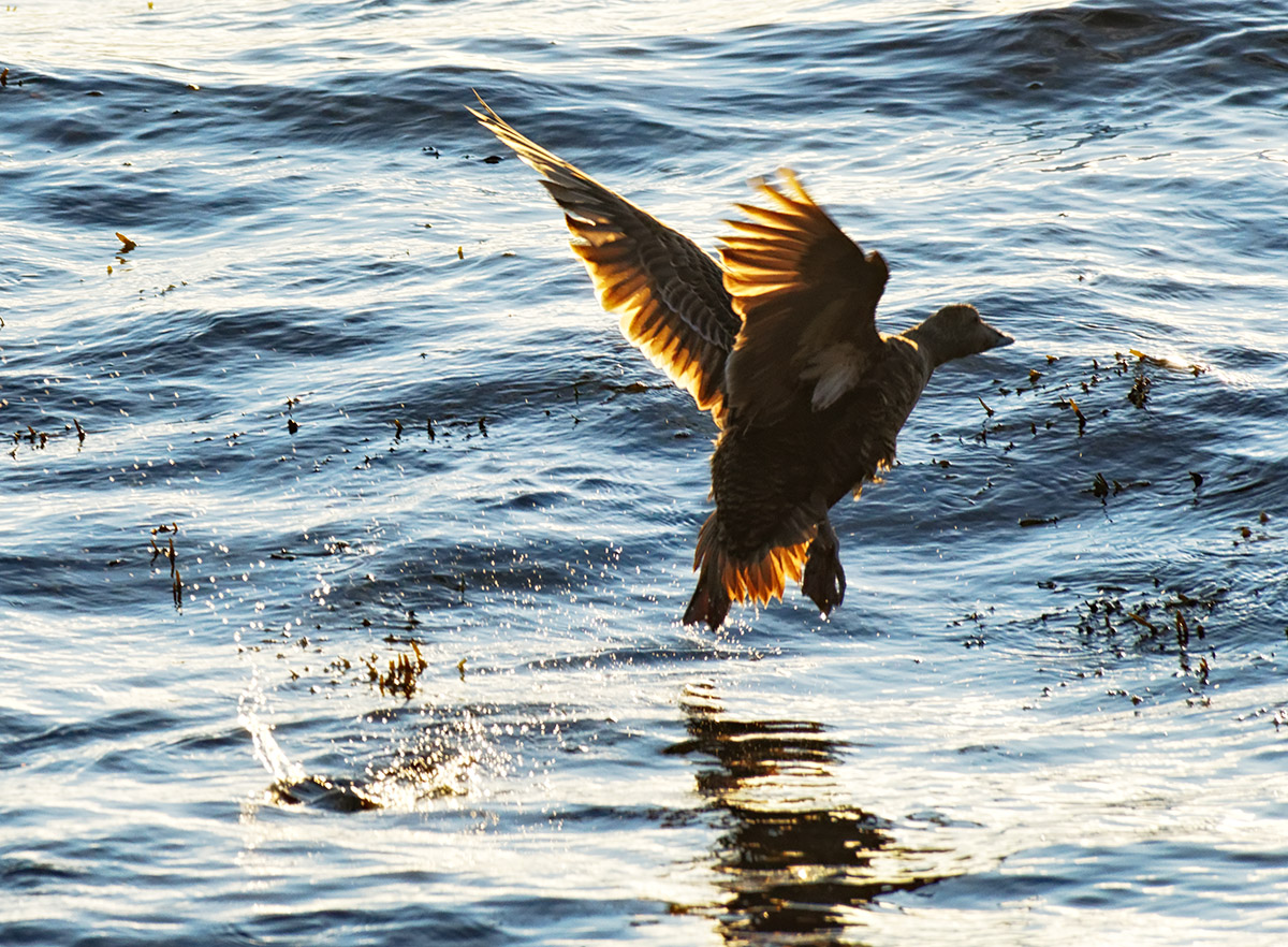 Eider Duck Escape