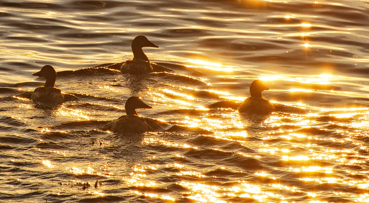 Eider Ducks   Midnight Sunset