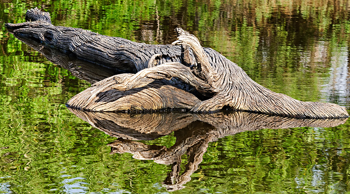 Submerged Tree