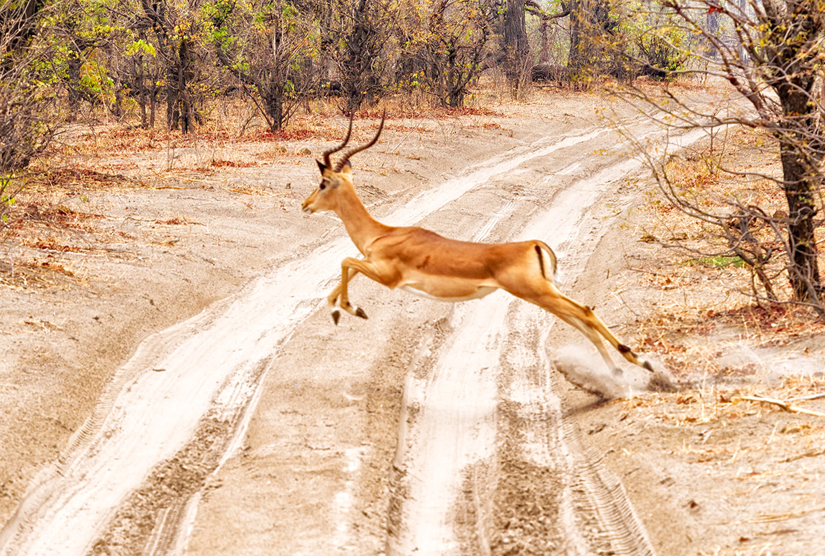 Impala Buck Takeoff