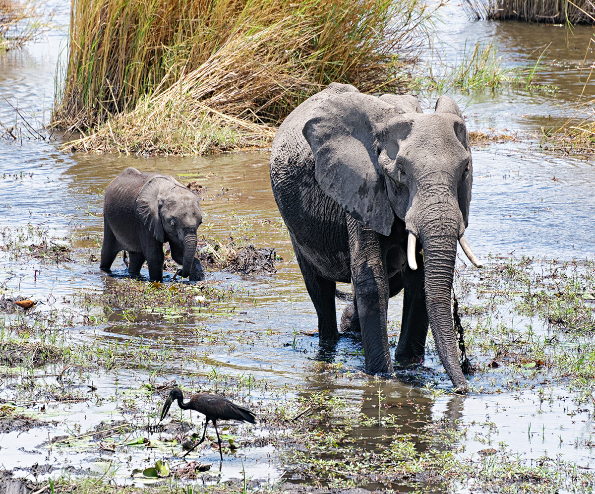 Trekking through the Swamp