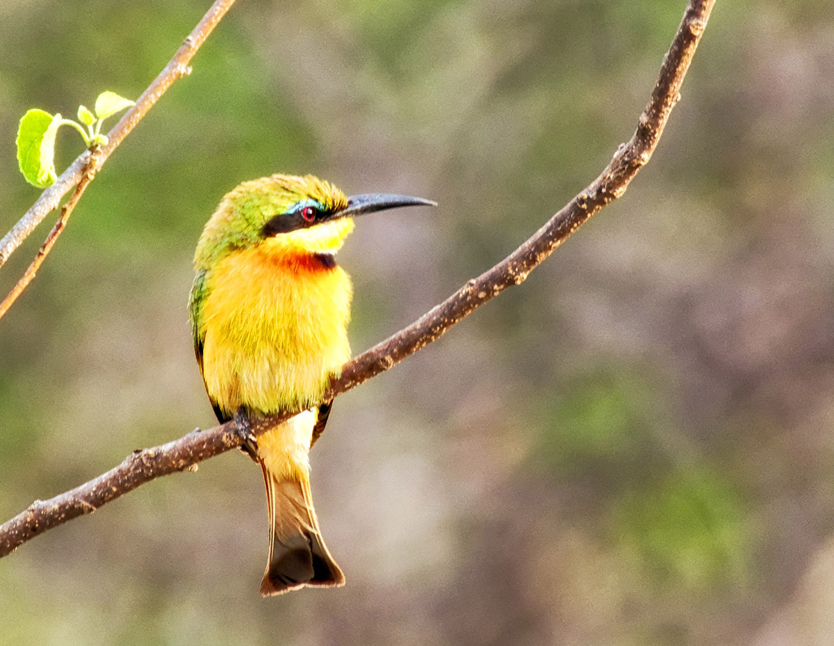 Little Bee-eater (Merops pusillus)