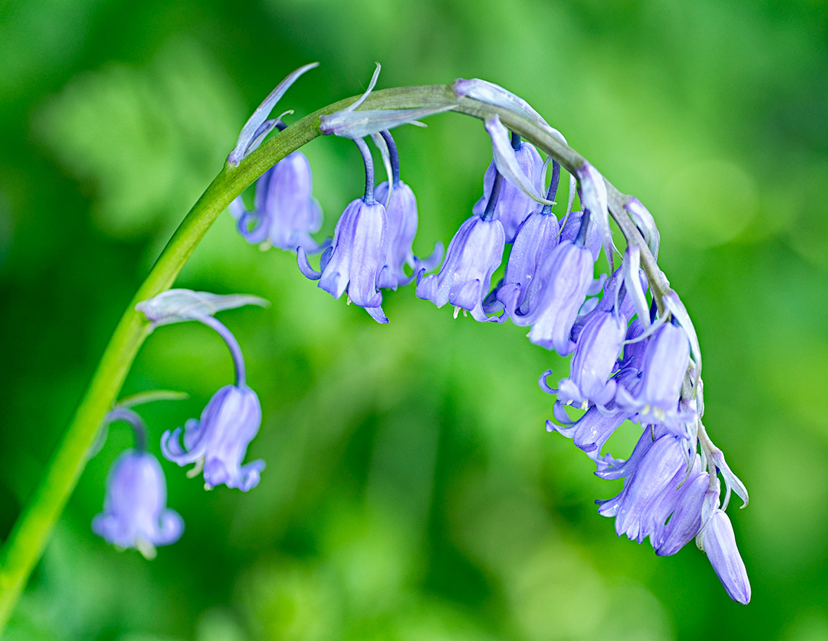 Bluebells