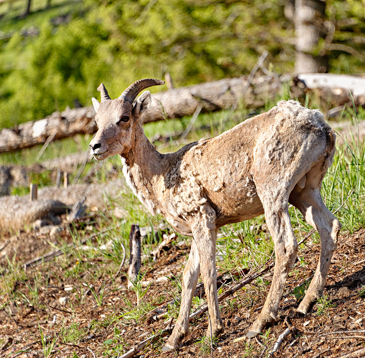 Bighorn Juvenile Male