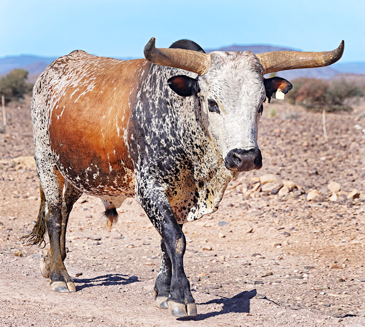 Tricolour Roan Nguni Bull