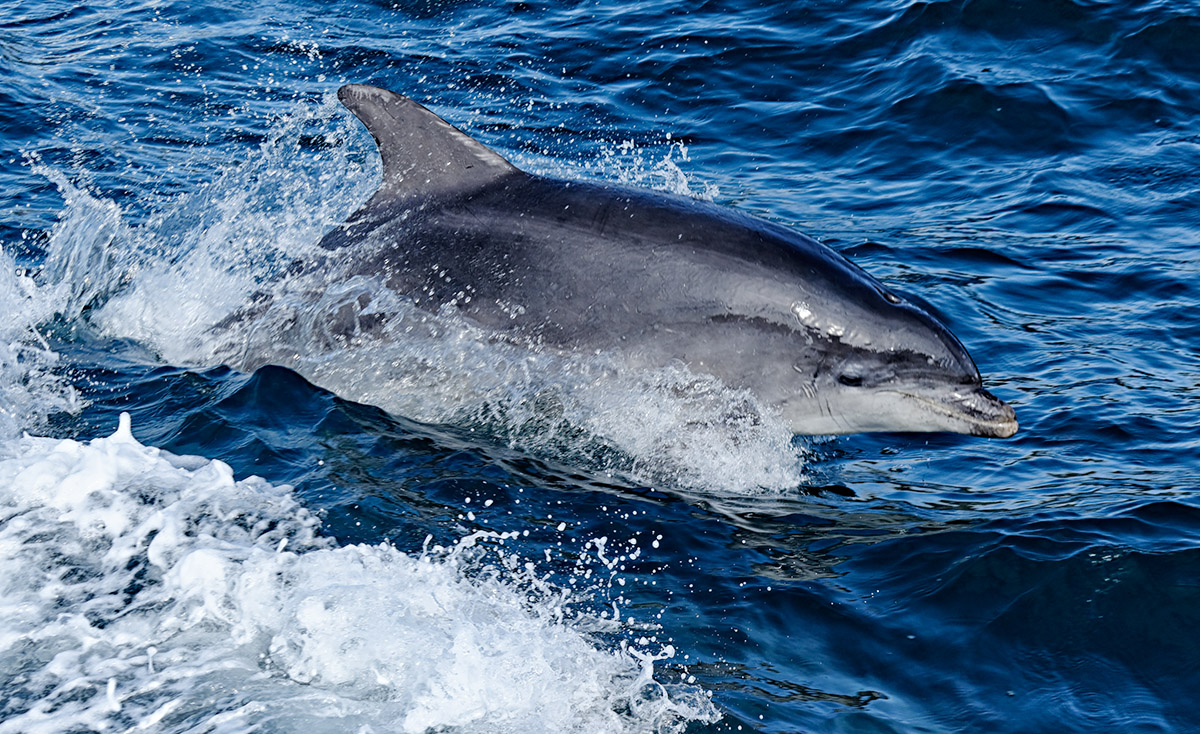 Common Bottlenose Dolphin (Tursiops truncatus)