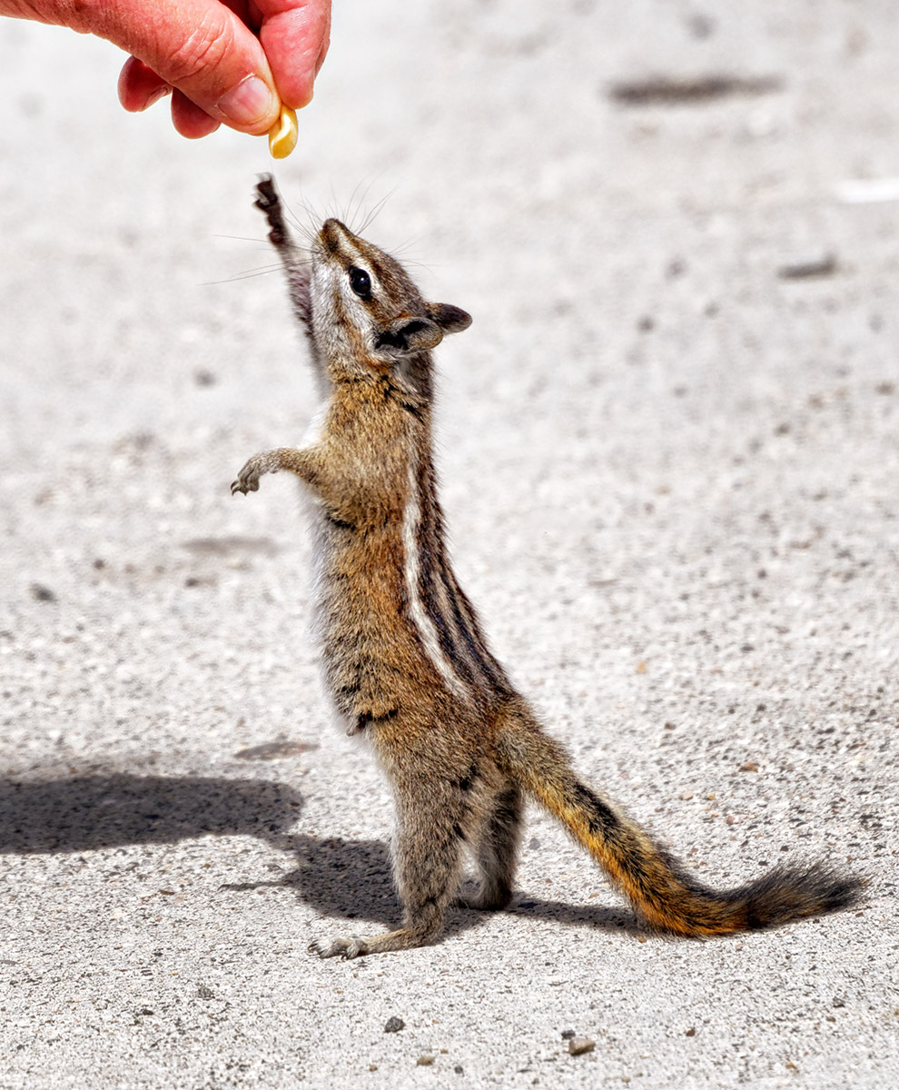 Stretching for Peanuts