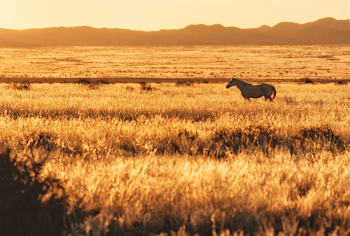 Golden Meadows