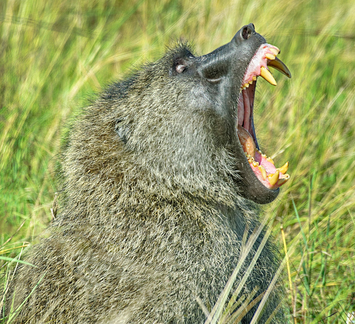 Big Yawn