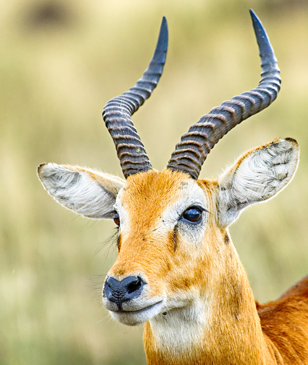 Kob - Male