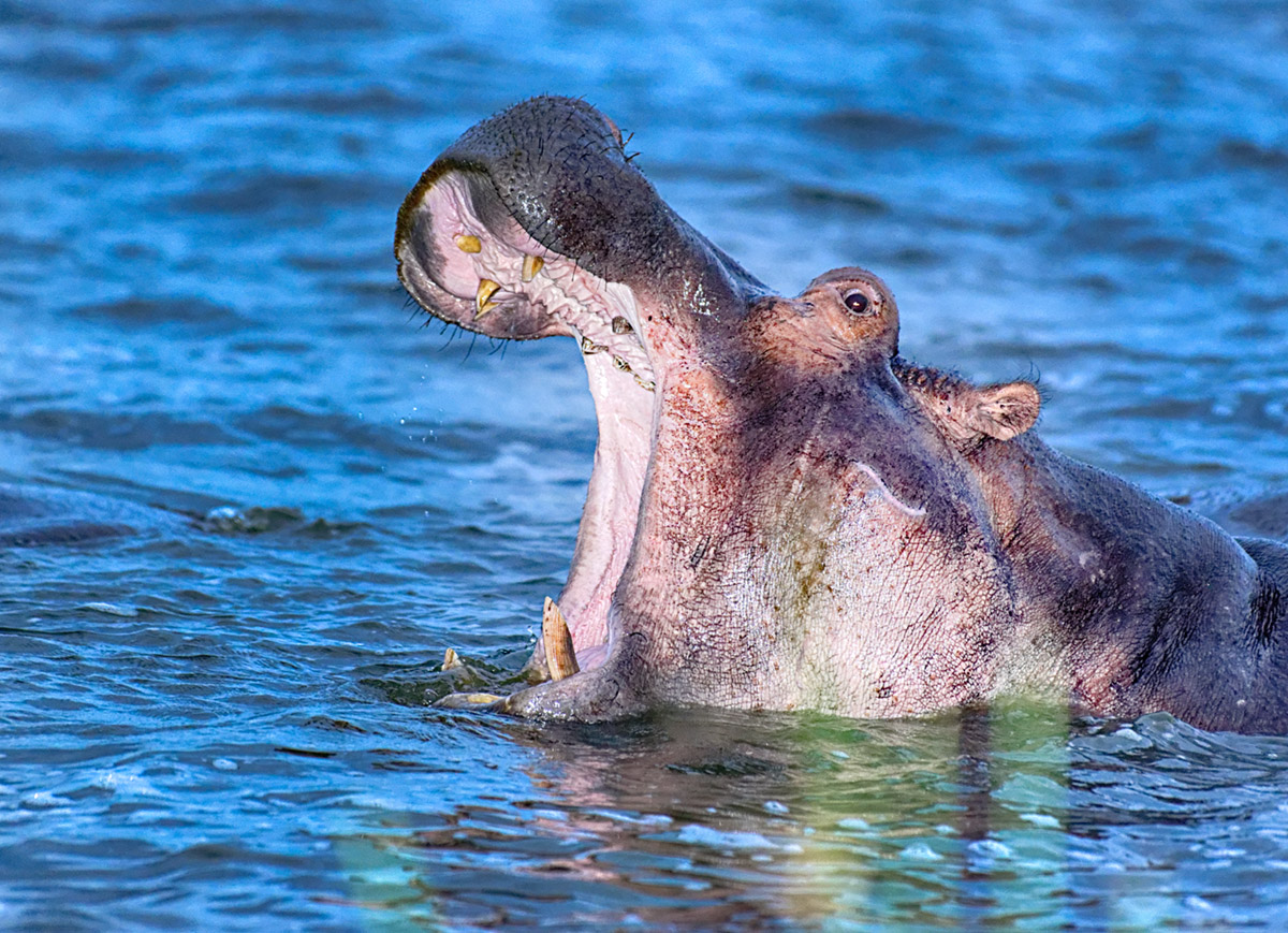 Open Wide
