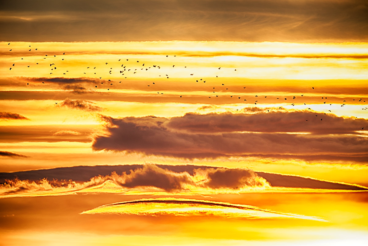 Lapwing Flock